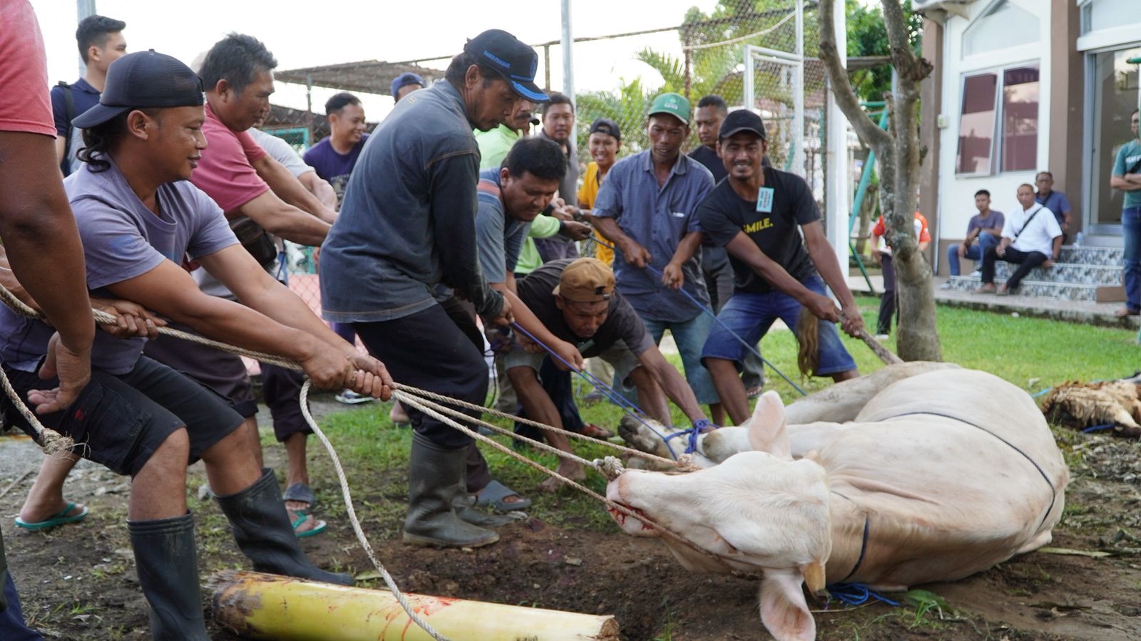 Idul Adha 2026, Kantor Imigrasi Cilacap Sembelih 1 Ekor Sapi, 2 Ekor Domba, dan 1 Ekor Kambing untuk Warga Sekitar